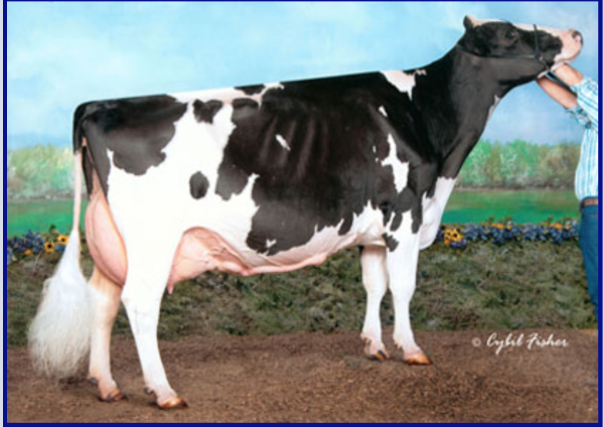 Example of Seed Stock Dairy Holstein